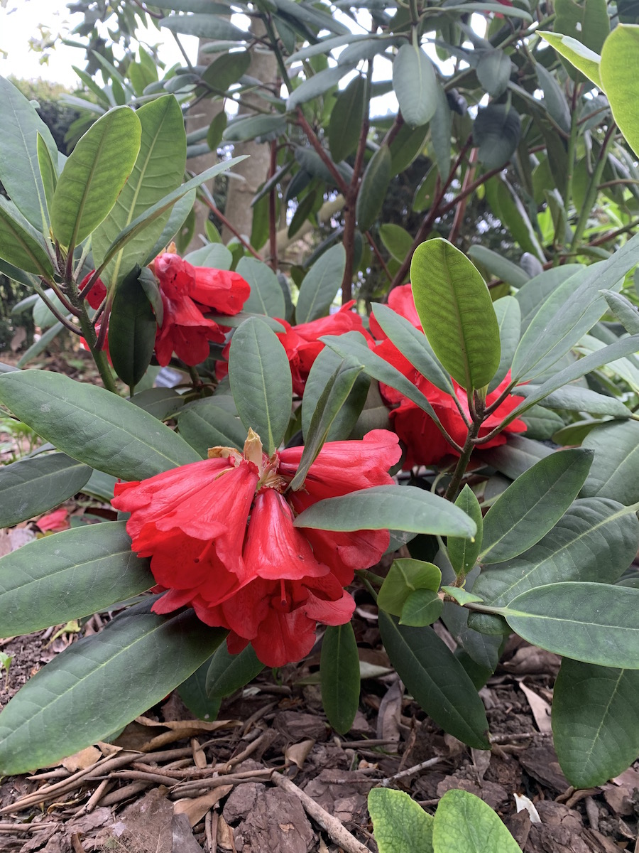 R. elliottii (ex Pukeiti form)